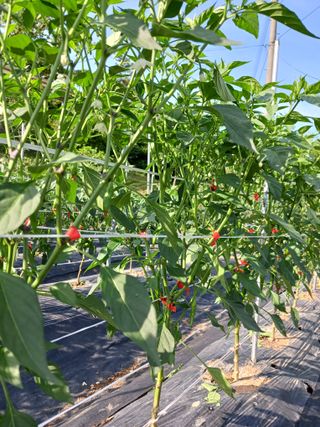 덕촌님의 고추 · 지주설치•유인•성장 작성글 사진