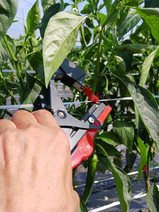 덕촌님의 고추 · 지주설치•유인•성장 작성글 사진