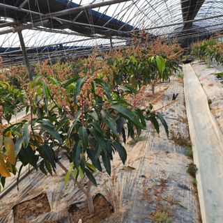 김석희님의 기타작물 · 병해충상담 작성글 사진