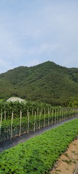 팜모닝 고구마·자유게시판 게시글 이미지