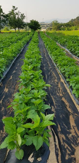 모산소나무님의 장마 대비 어떻게 하셨나요? · 참여 작성글 사진