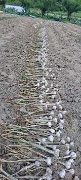 팜모닝 마늘·영농일지 게시글 이미지