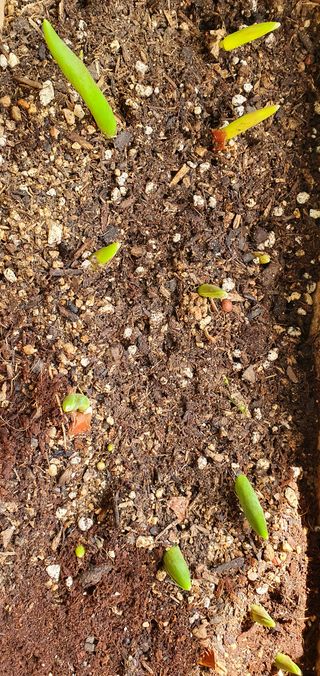 조용오님의 기타작물 · 병해충상담 작성글 사진