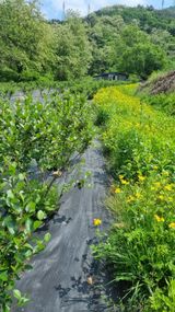 팜모닝 장마 대비 어떻게 하셨나요?·참여 게시글 이미지