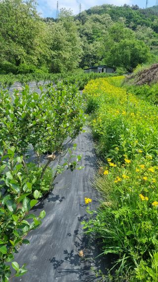 여란님의 장마 대비 어떻게 하셨나요? · 참여 작성글 사진