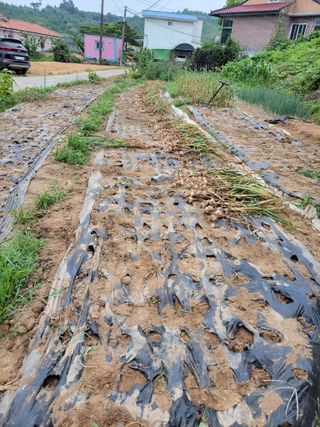 북극성짱님의 마늘 · 수확 작성글 사진