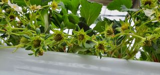 고양시딸기님의 딸기 · 병해충상담 작성글 사진