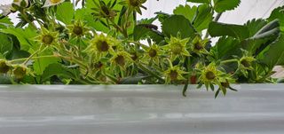 고양시딸기님의 딸기 · 병해충상담 작성글 사진