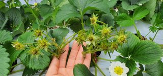 고양시딸기님의 딸기 · 병해충상담 작성글 사진