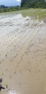 팜모닝 벼·자유게시판 게시글 이미지