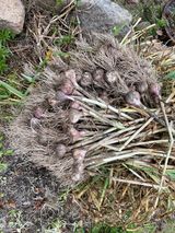 팜모닝 기타작물·자유게시판 게시글 이미지