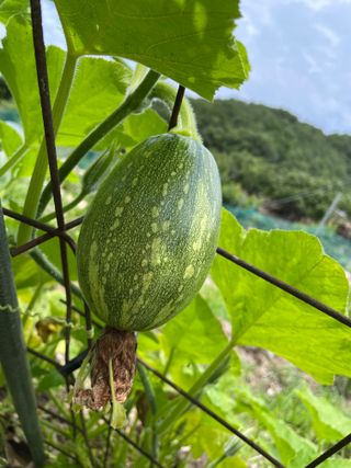 도곡님의 기타작물 · 자유게시판 작성글 사진