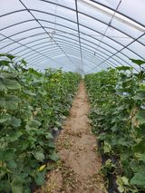 팜모닝 호박·자유게시판 게시글 이미지