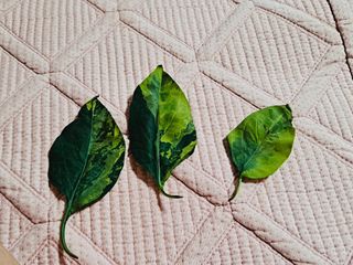 보헤미안님의 고추 · 병해충상담 작성글 사진