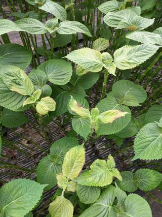 조수제님의 들깨 · 병해충상담 작성글 사진