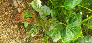 박기수님의 고구마 · 자유게시판 작성글 사진