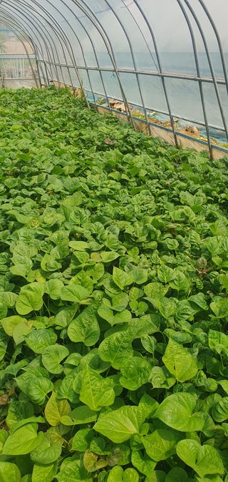 박기수님의 고구마 · 자유게시판 작성글 사진