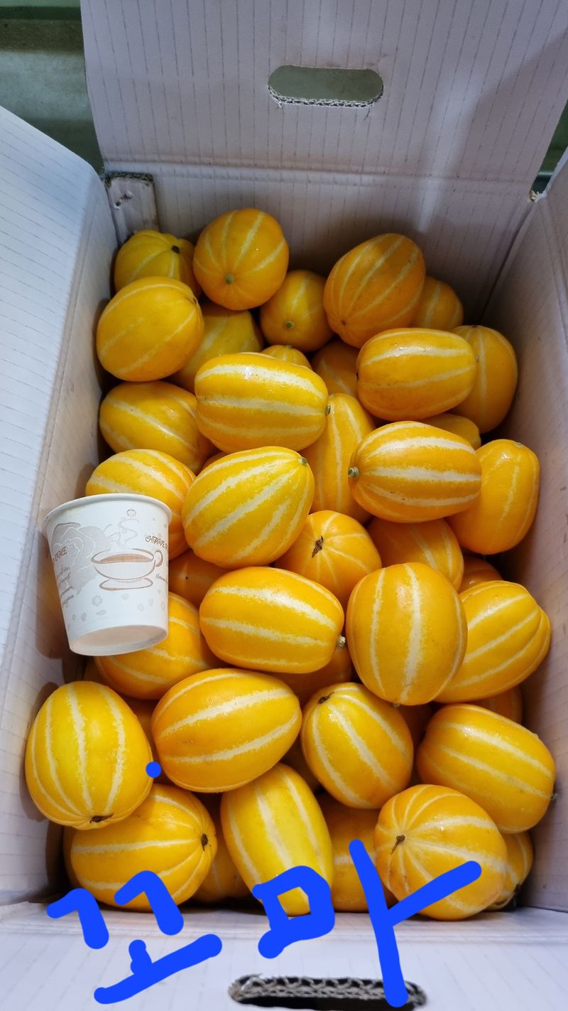 참외님의 장터 판매 상품 [[추천] 성주참외 3kg.5kg.10kg 달고식감좋아요] 첨부 사진