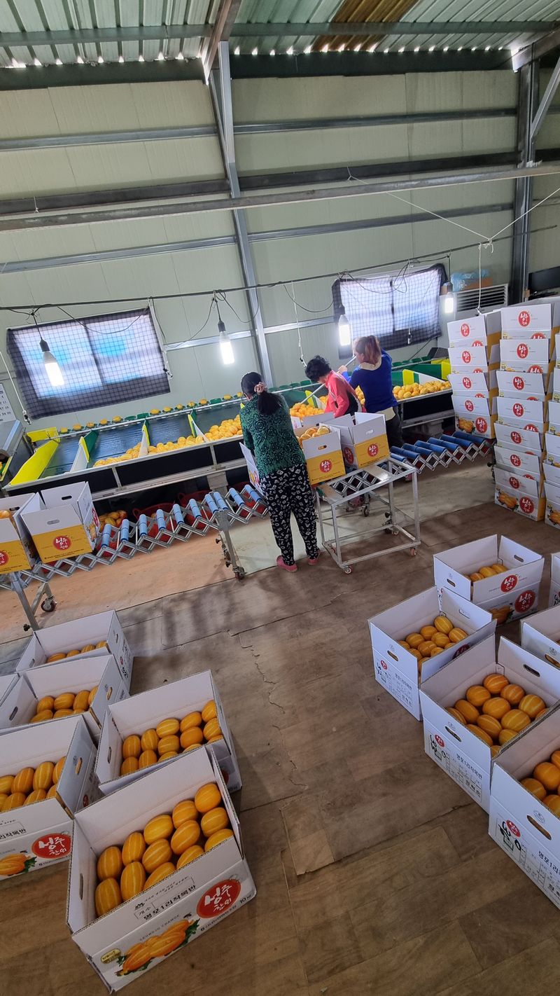 참외님의 장터 판매 상품 [[추천] 성주참외 5kg 달고식감좋아요] 첨부 사진