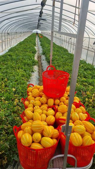 참외님의 작성글 사진