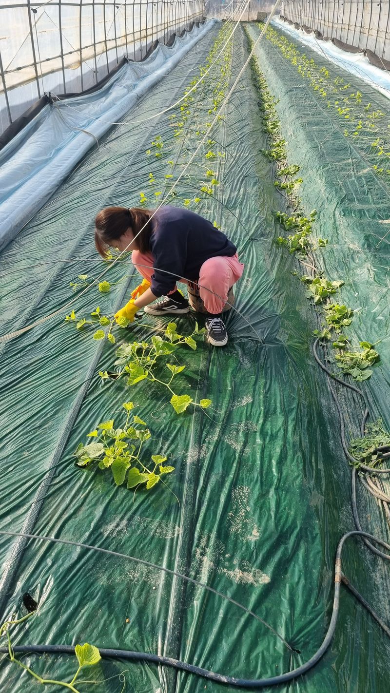 참외님의 장터 판매 상품 [[추천] 성주참외 3kg.5kg.10kg 달고식감좋아요] 첨부 사진