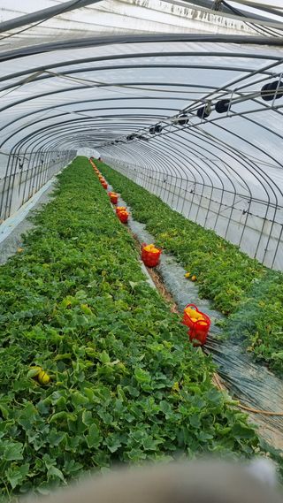 참외님의 작성글 사진