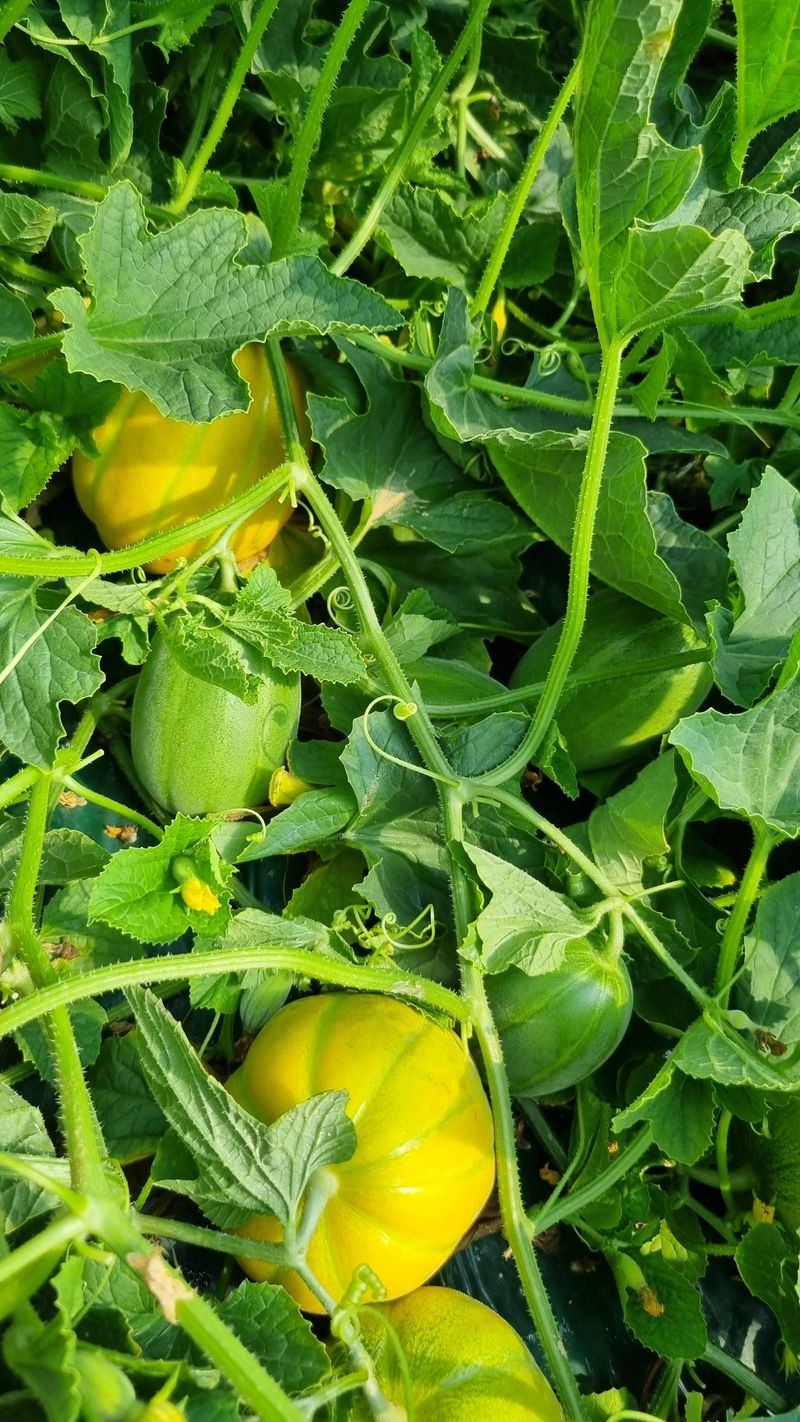 참외님의 장터 판매 상품 [[추천] 성주참외 5kg 달고식감좋아요] 첨부 사진