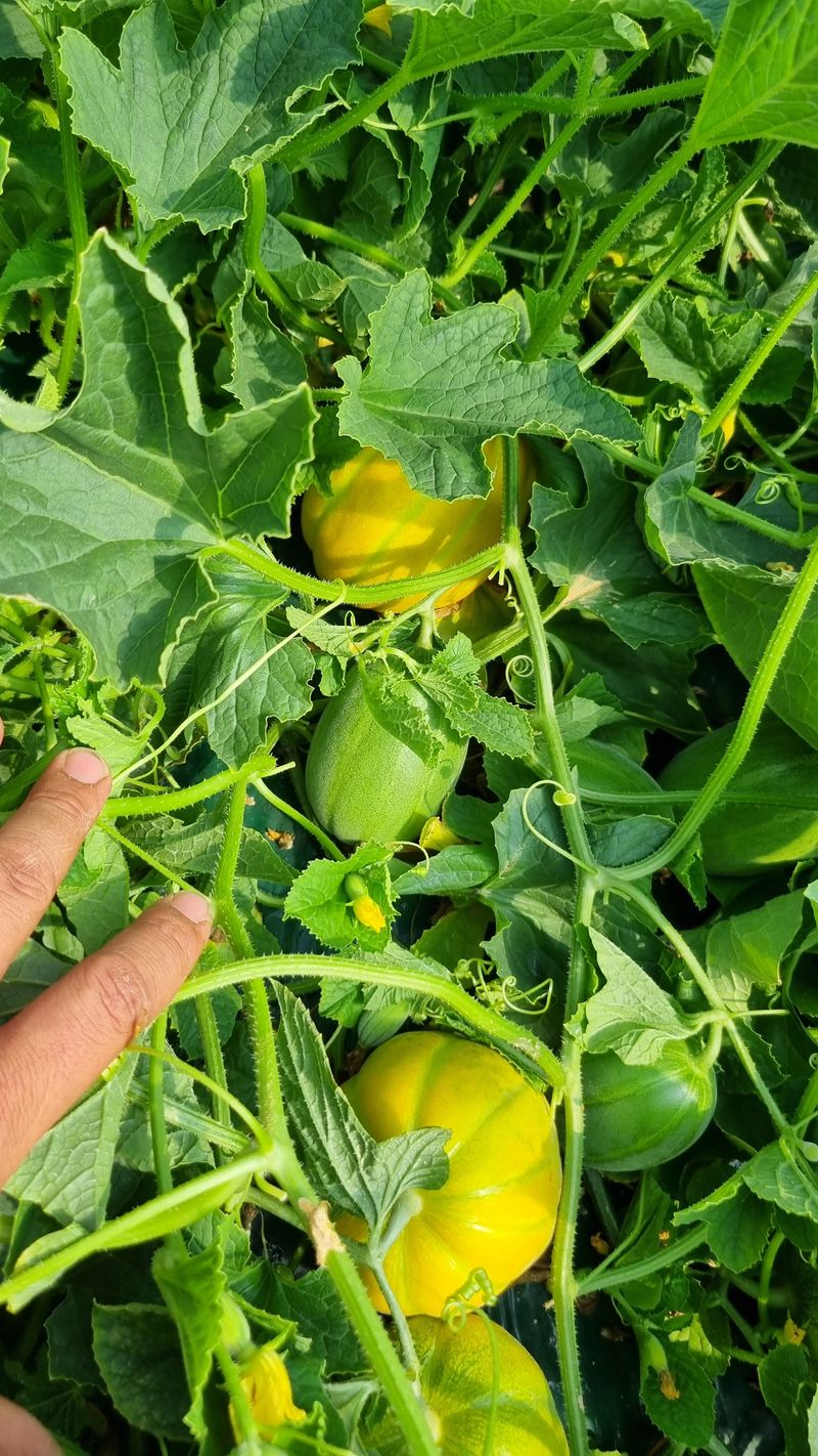 참외님의 장터 판매 상품 [[추천] 성주참외 3kg.5kg.10kg 달고식감좋아요] 첨부 사진