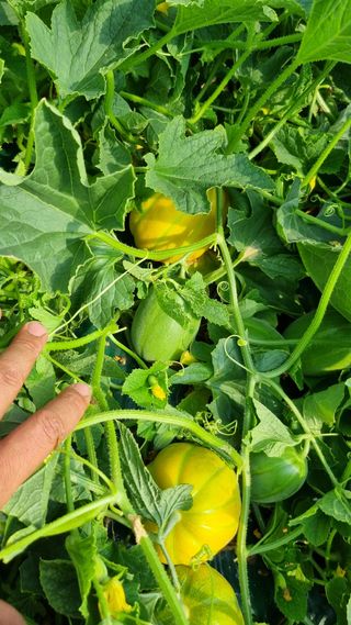 참외님의 작성글 사진