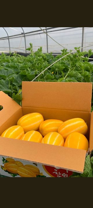 참외님의 작성글 사진