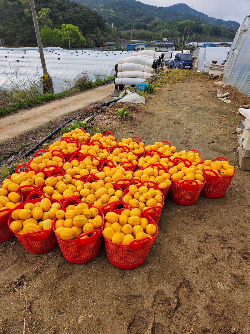 참외님의 장터 판매 상품 [[추천] 성주참외 3kg.5kg.10kg 달고식감좋아요] 첨부 사진