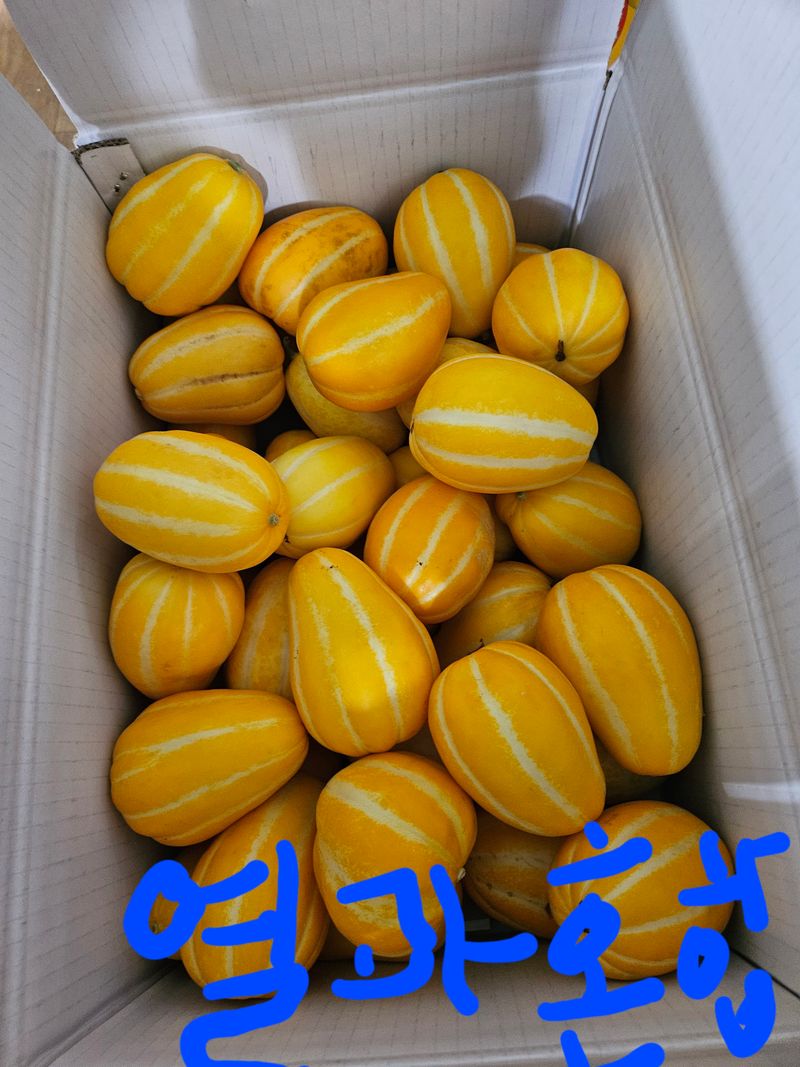 참외님의 장터 판매 상품 [[추천] 성주참외 3kg.5kg.10kg 달고식감좋아요] 첨부 사진