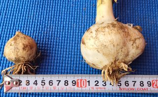 심기섭님의 마늘 · 품종•종자 작성글 사진