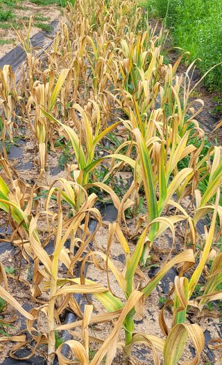 심기섭님의 마늘 · 품종•종자 작성글 사진