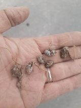 팜모닝 콩·병해충상담 게시글 이미지