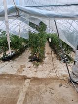 팜모닝 토마토·생장기 농작업 게시글 이미지