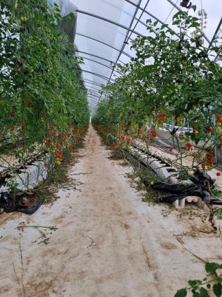 김갑태님의 토마토 · 생장기 농작업 작성글 사진