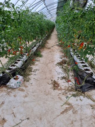 김갑태님의 토마토 · 생장기 농작업 작성글 사진
