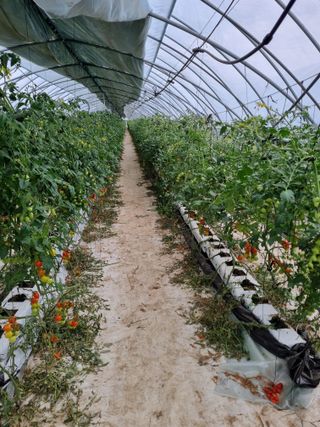 김갑태님의 토마토 · 생장기 농작업 작성글 사진