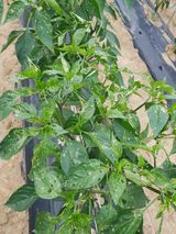 팜모닝 고추·병해충상담 게시글 이미지