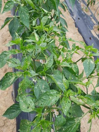 초보농군 정종호님의 고추 · 병해충상담 작성글 사진