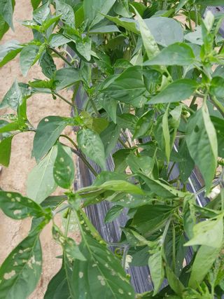 초보농군 정종호님의 고추 · 병해충상담 작성글 사진