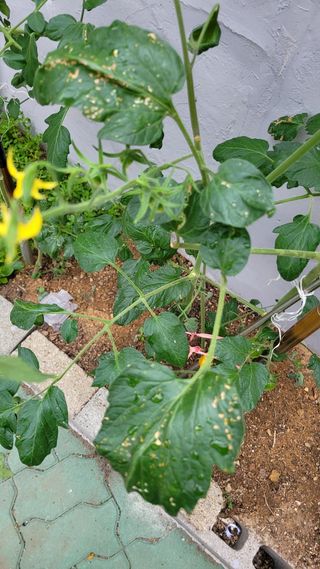 이재욱님의 토마토 · 병해충상담 작성글 사진