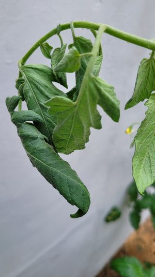 이재욱님의 토마토 · 병해충상담 작성글 사진