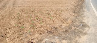 김기철님의 콩 · 영농일지 작성글 사진