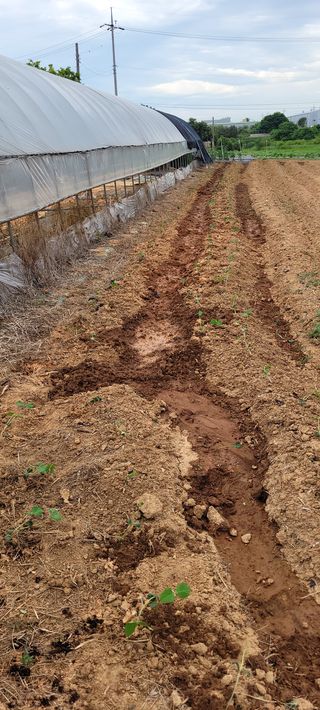 김기철님의 콩 · 영농일지 작성글 사진