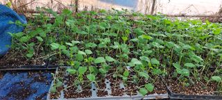 김기철님의 콩 · 영농일지 작성글 사진