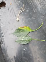 팜모닝 고추·병해충상담 게시글 이미지