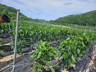 정용일님의 고추 · 지주설치•유인•성장 작성글 사진