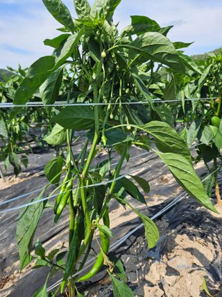 정용일님의 고추 · 지주설치•유인•성장 작성글 사진